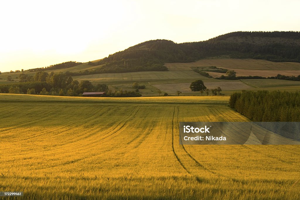 Campos de ouro - Foto de stock de Agricultura royalty-free