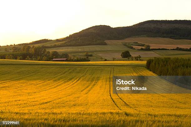 Foto de Campos De Ouro e mais fotos de stock de Agricultura - Agricultura, Ambiente dramático, Antecipação