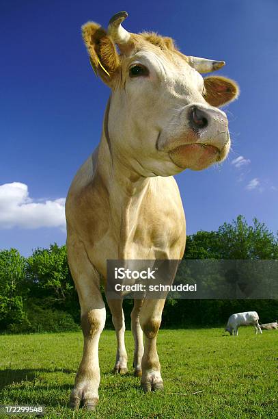 Vacca Su Un Prato - Fotografie stock e altre immagini di Adagiarsi - Adagiarsi, Agricoltura, Albero