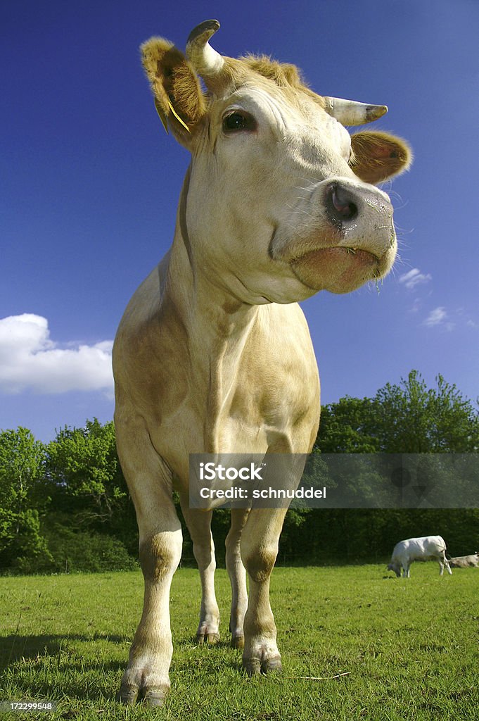 Vaca num prado - Royalty-free Agricultura Foto de stock