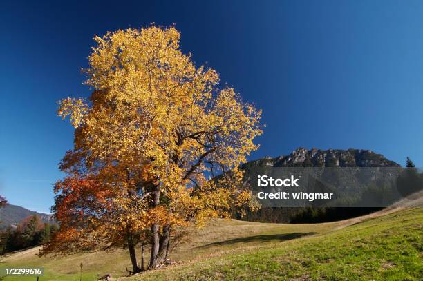 De Otoño Tree Foto de stock y más banco de imágenes de Aire libre - Aire libre, Alpes Europeos, Amarillo - Color