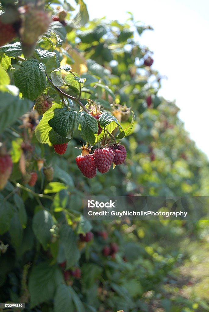 Raspberry Field A row of raspberry bushes in the South of England at a pick your own fruit site. Agriculture Stock Photo