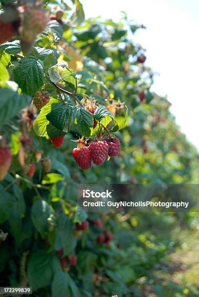 Raspberry Field Stock Photo - Download Image Now - Agriculture, Bush, Crop - Plant