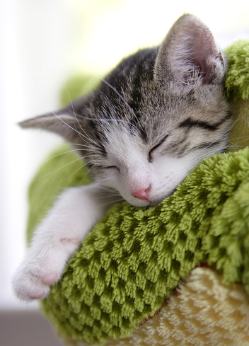 6 week old white and tiger striped kitten asleep on a green and yellow pillow.