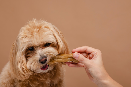 A girl feeds a Maltipoo puppy a bone. dog care, happy dogs concept