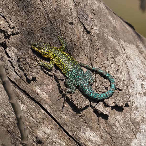 istock An adult Slender Tree Lizard on a large tree-trunk in rural Chile 1722999073
