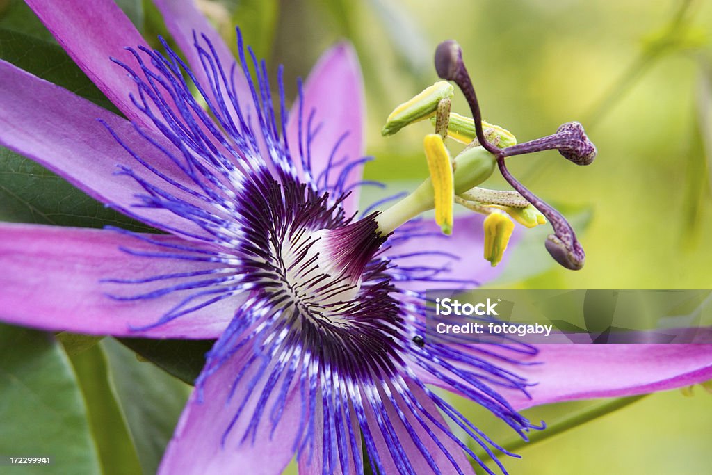 Passioni fiore - Foto stock royalty-free di Passiflora