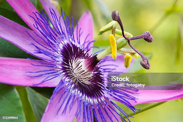 Passioni Fiore - Fotografie stock e altre immagini di Passiflora - Passiflora, Bellezza naturale, Capolino