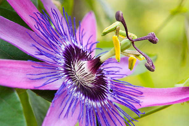 Passions Flower See my other passion flower stock pictures, royalty-free photos & images