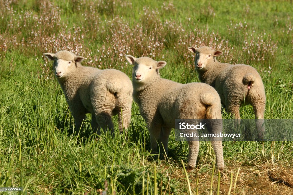 Lambs mirar atrás - Foto de stock de Oveja merina libre de derechos