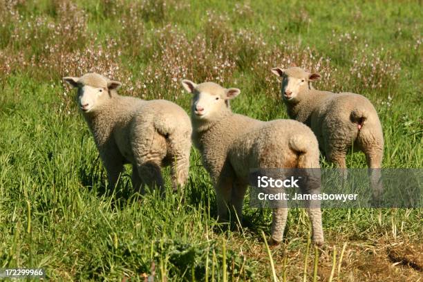 Pecore Guardando Indietro - Fotografie stock e altre immagini di Pecora merino - Pecora merino, Australia, Cultura australiana