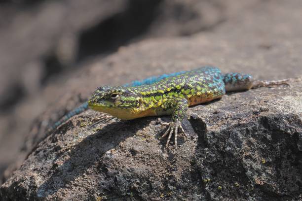 istock An adult Slender Tree Lizard on a large rock in rural Chile 1723000185