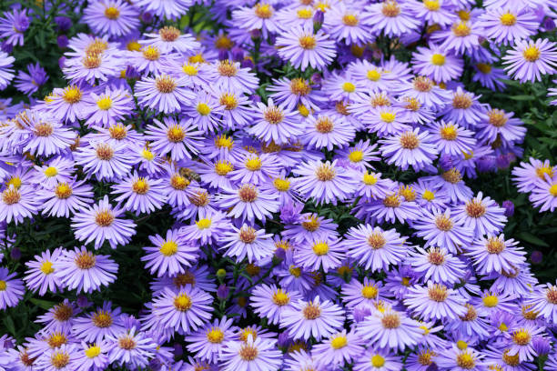 istock purple New York Asters blooming in a park 1723000191