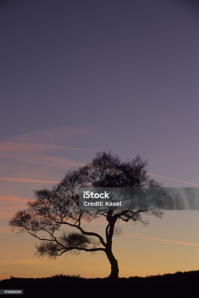 Silhouette des arbres au coucher du soleil - Photo de Angleterre libre de droits