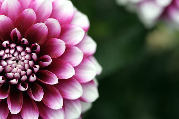 Closeup purple dahlia bloom on dark green blurry background stock photo