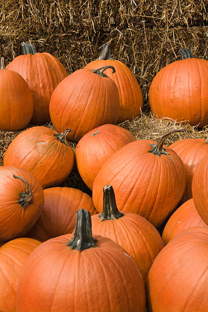 istock Pumpkins on Hay Bales Vt 172300591