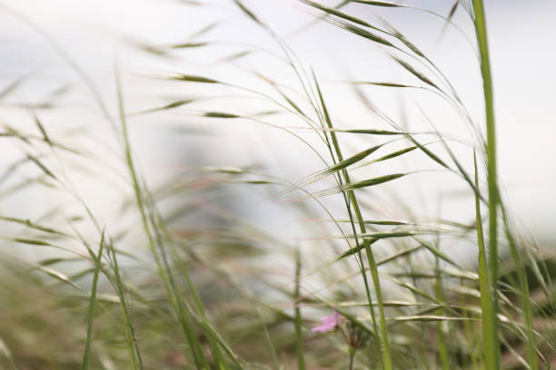 istock Wild grass spikes against cloudy sky with sunlight, low angle view perspective. Wild spikes in the meadow inflates the wind. Feather Grass. Europe, Germany, Bavaria. Copy Space. Selective focus 1723007017