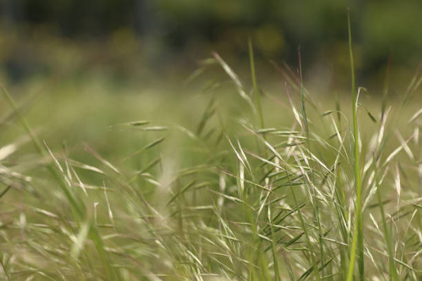 istock Green spring wild grass. Meadow plants growth. Weed needle grass close-up on cloudy day. Bright colors. Background. Wallpaper. Selective focus 1723007018