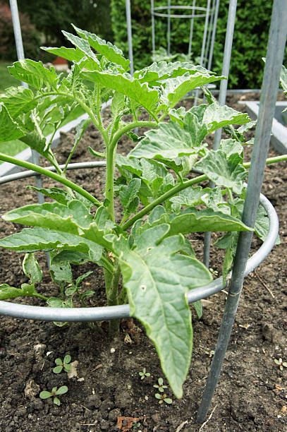 Baby Tomato Plants Small tomatoe plants in cages tomato cages stock pictures, royalty-free photos & images