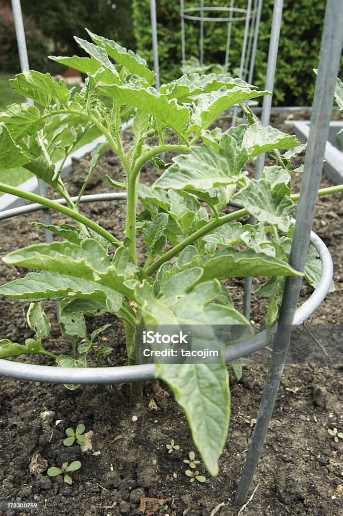 Детские помидор растений - Стоковые фото Клетка - ограниченное пространство роялти-фри