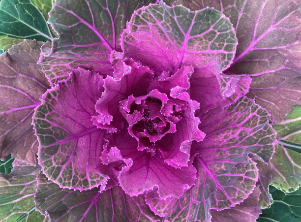 istock Core of ornamental cabbage 1723008660