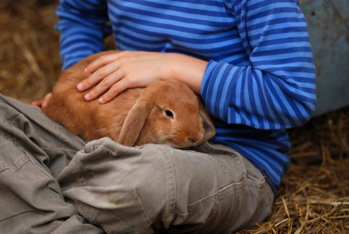 a boy pets a rabbit