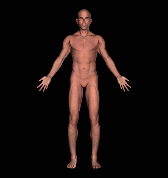 istock Anatomy: Human body of a man 172300919