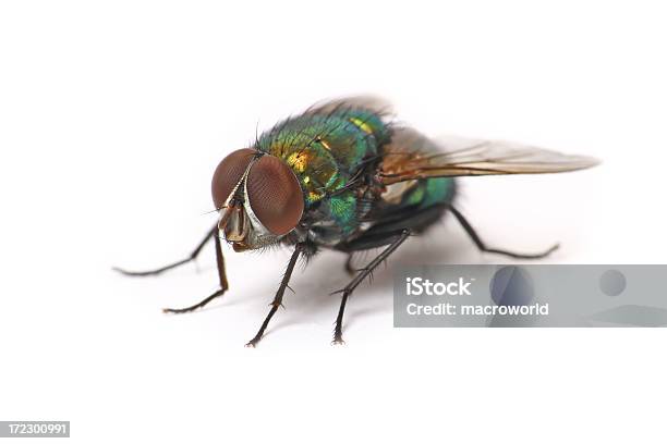 Photo libre de droit de Fly Isolé banque d'images et plus d'images libres de droit de Aile d'animal - Aile d'animal, Ailes déployées, Animaux nuisibles