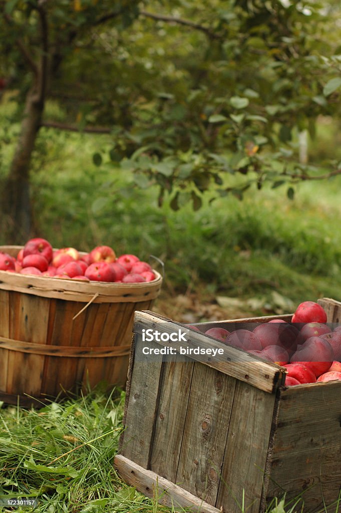 Colheita de maçãs - Foto de stock de Caindo royalty-free
