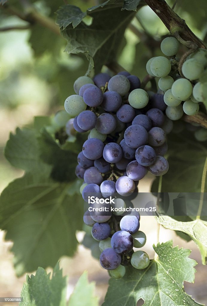 grapes grapes growing in vineyard cote du rhone vaucluse provence south of france Agriculture Stock Photo