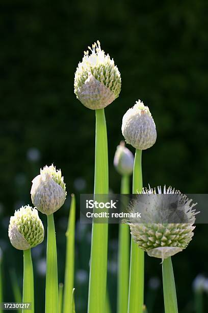 Flor De Alho Botões No Verão Nigrum - Fotografias de stock e mais imagens de Cebola - Cebola, Flor de alho, Alho Francês