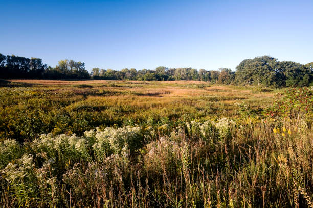 istock Late Summer at the  Fen 172301526