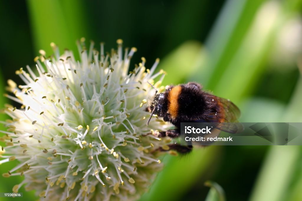 Abelha e Flor de cebola ornamentais nigrum de Alho - Royalty-free Abelha Foto de stock