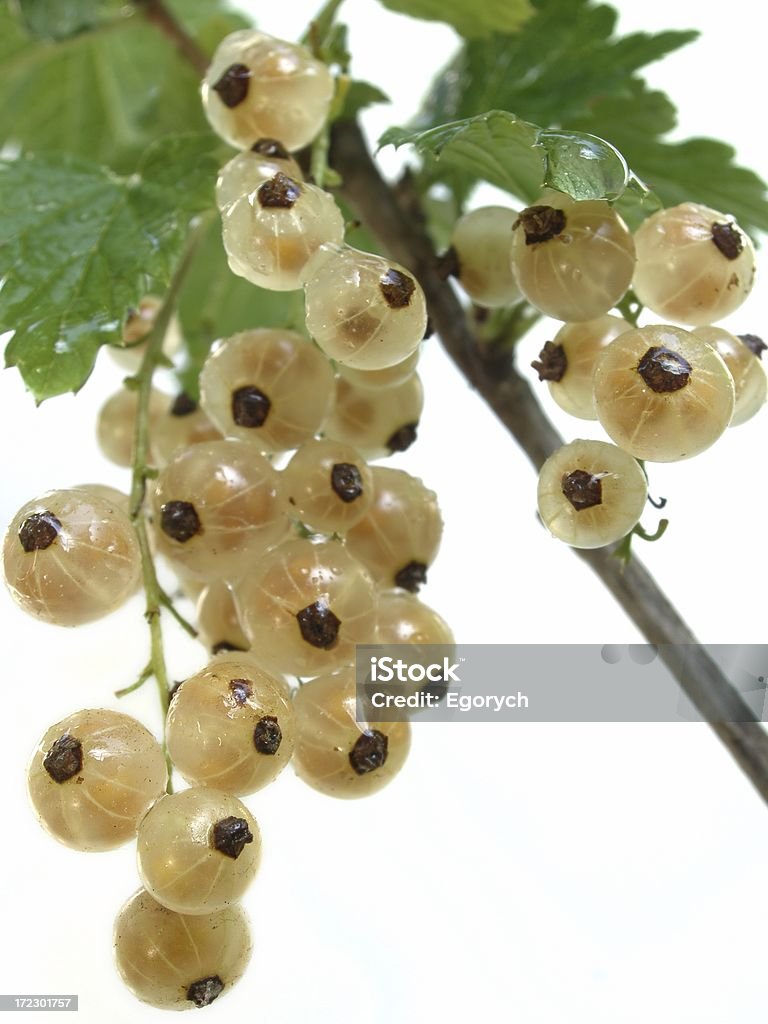 까치밥나무 열매류 - 로열티 프리 관목 스톡 사진