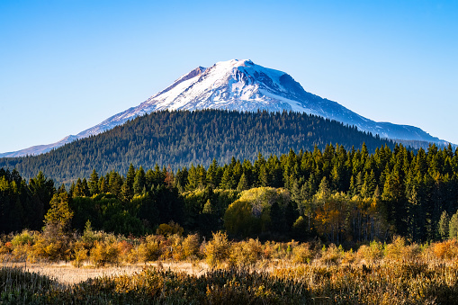 Snow covered Mt Adams with autumn colors and forest in front.