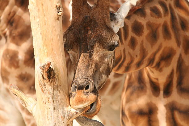 Girfaffe Language 400+ Okavango East Stock Photos, Pictures & Royalty-Free Images - iStock