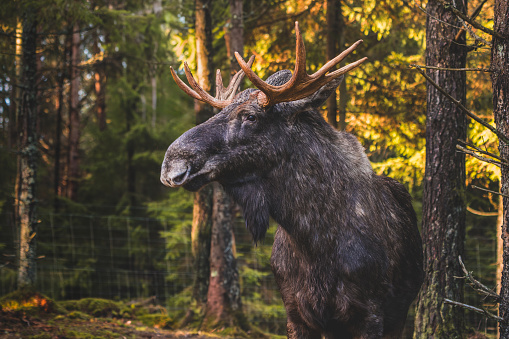 Moose bull with big antlers close up in forest in Dalarna, Sweden.