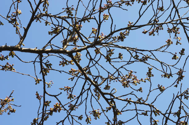 istock Cherry buds bidding to be blossom 172301918