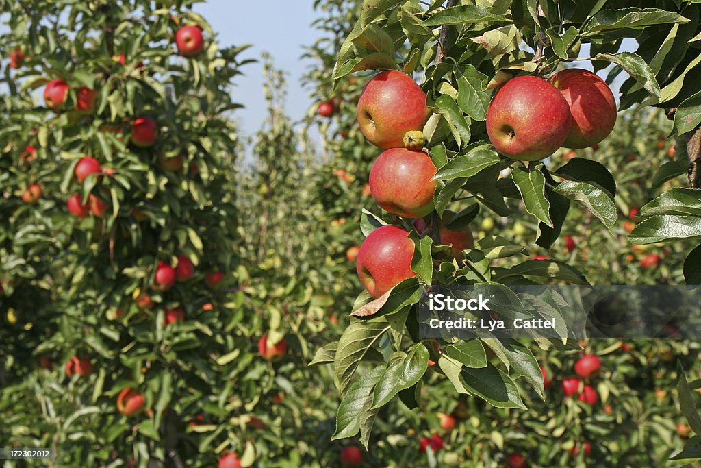 Äpfel im Obstgarten # 5 - Lizenzfrei Apfel Stock-Foto