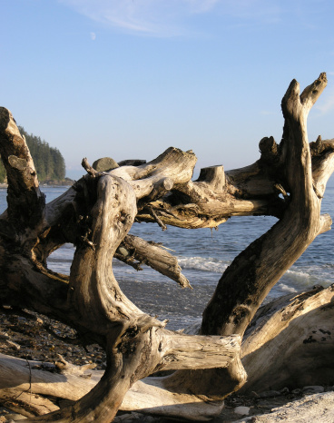 Large driftwood log on sandy beach of Cape Towns stormy coastline on a cloudy day