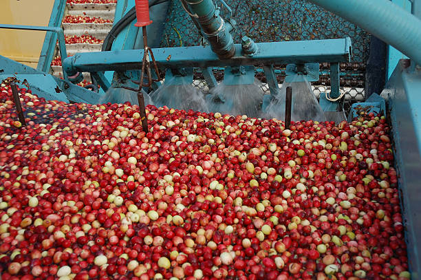 Cranberry harvest in NJ stock photo