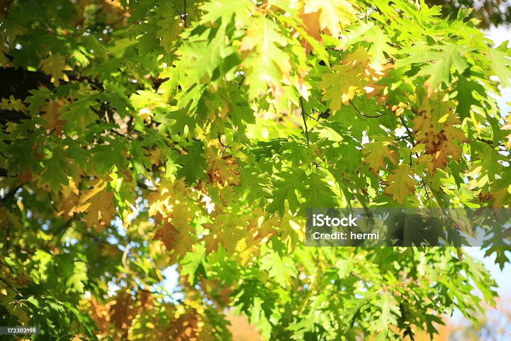 Herbstblätter - Lizenzfrei Abstrakt Stock-Foto
