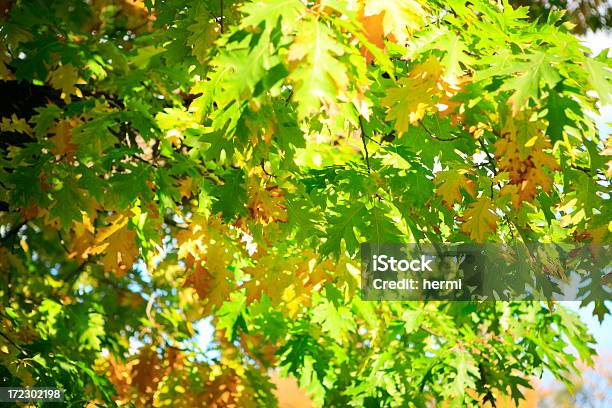 Herbstblätter Stockfoto und mehr Bilder von Abstrakt - Abstrakt, Alt, Ast - Pflanzenbestandteil