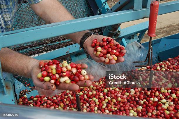 Photo libre de droit de Cranberry Harvest Dans Le New Jersey banque d'images et plus d'images libres de droit de Agriculture - Agriculture, Aliment, Aliments et boissons