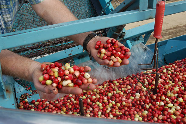 istock Cranberry harvest in NJ 172302216