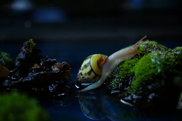 istock snails crawling on wet mossy rocks 1723022638