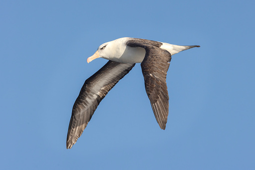 Taxon name: Campbell Albatross\nTaxon scientific name: Thalassarche impavida\nLocation: Offshore pelagic Sydney, NSW, Australia