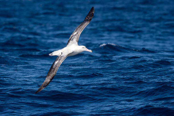 Wandernder Albatross, Offshore pelagic Sydney, NSW, Australien – Foto