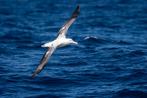 Taxon name: Wandering Albatross
Taxon scientific name: Diomedea exulans
Location: Offshore pelagic Sydney, NSW, Australia