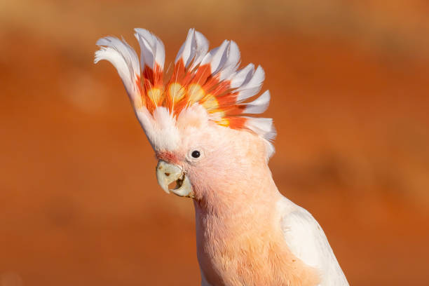 Pink Cockatoo, Cunnamulla, QLD, Australia stock photo